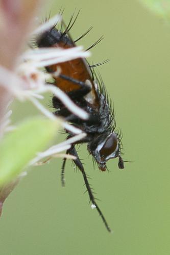Eriothrix rufomaculata